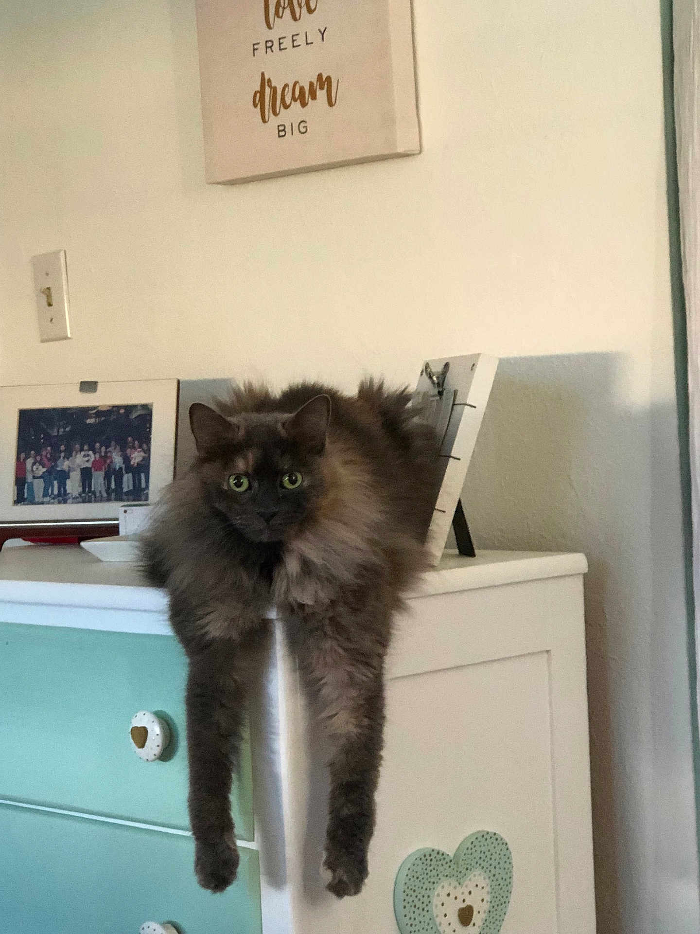Hazel is registered to the contest to win money with this photo: cat, fluffy_cat, green_eyes, long_legs, hanging_paws, dresser, cabinet, knob, home_decor, indoor, portrait, staring, fur, pet, feline, picture_frame, wall_art, cozy, white_wall, wood_furniture