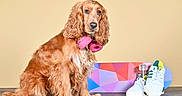 Vanille participe au concours pour gagner de l'argent avec cette photo : dog, golden_brown, curly_fur, headphones, pink, skateboard, colorful, sneakers, white_shoes, green_accent, yellow_accent, wooden_surface, beige_background, pet, indoor, portrait, sitting, accessory, casual, cute