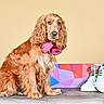dog, golden_brown, curly_fur, headphones, pink, skateboard, colorful, sneakers, white_shoes, green_accent, yellow_accent, wooden_surface, beige_background, pet, indoor, portrait, sitting, accessory, casual, cute