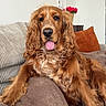 Vanille participe au concours pour gagner de l'argent avec cette photo : dog, golden_brown, curly_ears, tongue_out, couch, cushion, blanket, indoor, pet, relaxed, home, furniture, flower_pot, red_flowers, cozy, fur, canine, comfortable, living_room, portrait