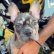 Kilo is registered to the contest to win money with this photo: dog, french_bulldog, puppy, puppy_face, bat_ears, brindle_coat, person_hand, beard, black_shirt, yellow_logo, blanket, grass, outdoor, house, window, shoe, paw, nose, eyes, portrait