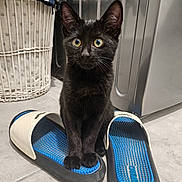 Lucifer a rejoint le concours — aidez-le/la à gagner de superbes lots ! cat, kitten, black_cat, slippers, shoe, pair_of_slippers, laundry_basket, washing_machine, tiled_floor, indoor, pet, whiskers, yellow_eyes, paws, curious, portrait, floor, home_appliance, texture, fur