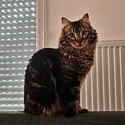Phoenix a rejoint le concours — aidez-le/la à gagner de superbes lots ! cat, tabby_cat, pet, indoor, radiator, window_blinds, sofa, fur, whiskers, ears, eyes, portrait, looking_at_camera, sitting, domestic_cat, striped_fur, mammal, home_interior, curtains, soft_light