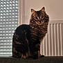 cat, tabby_cat, pet, indoor, radiator, window_blinds, sofa, fur, whiskers, ears, eyes, portrait, looking_at_camera, sitting, domestic_cat, striped_fur, mammal, home_interior, curtains, soft_light
