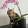 Phoenix participe au concours pour gagner de l'argent avec cette photo : cat, tabby_cat, orchid, flower, potted_plant, pot, table, indoor, white_wall, green_eyes, whiskers, fur, pet, curious, portrait, stem, leaves, pink_petals, sitting, houseplant