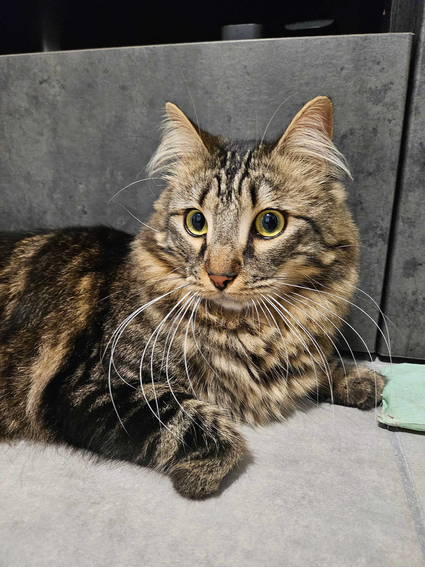 Phoenix participe au concours pour gagner de l'argent avec cette photo : cat, tabby, feline, pet, whiskers, green_eyes, long_fur, close_up, portrait, indoor, tile_floor, ears, paw, striped_fur, curious, domestic_cat, face, cute, relaxed, cabinet