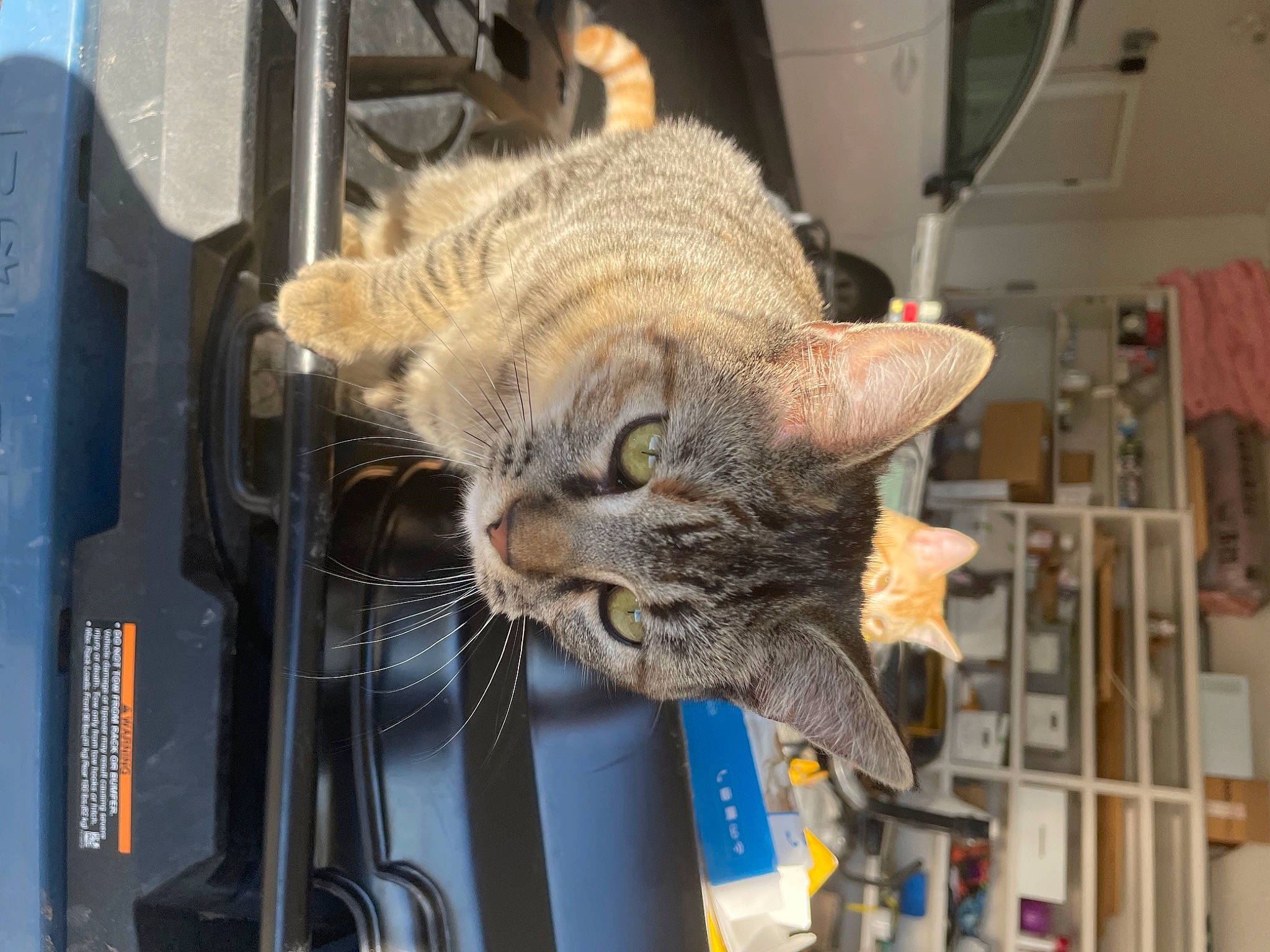 Emmy joined the competition — help win amazing prizes! carnivore, cat, claw, domestic_short_haired_cat, felidae, fur, machine, small_to_medium_sized_cats, snout, tail, whiskers