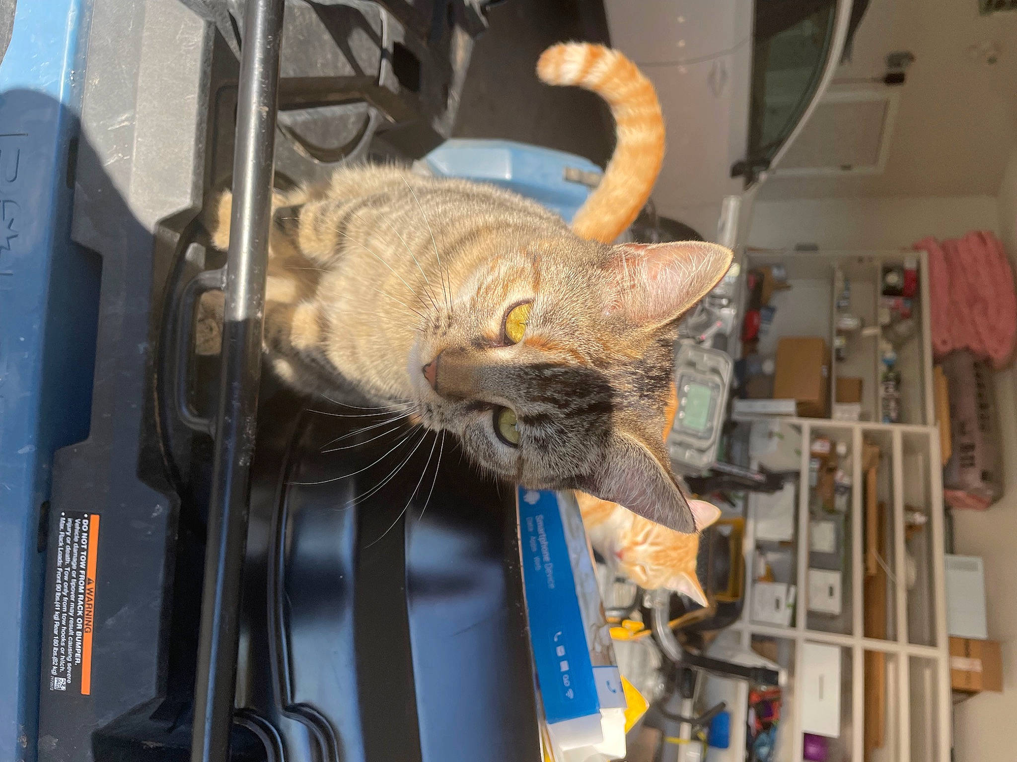 Emmy is registered to the contest to win money with this photo: auto_part, automotive_exterior, bag, carnivore, cat, domestic_short_haired_cat, electric_blue, electrical_wiring, felidae, fender, fur, machine, motor_vehicle, small_to_medium_sized_cats, snout, tail, tire, whiskers, wire