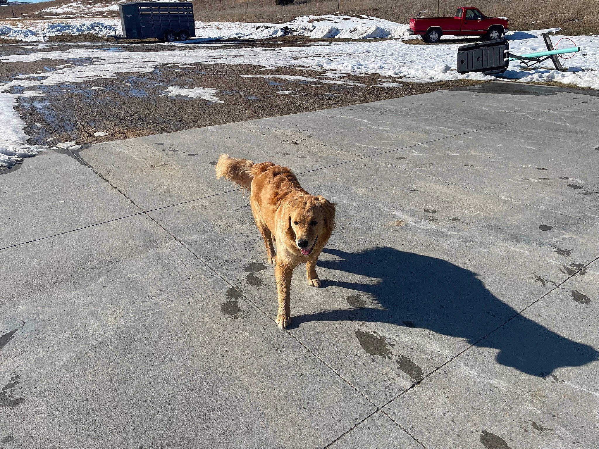 Jessie May joined the competition — help win amazing prizes! asphalt, carnivore, dog, dog_breed, fawn, freezing, leash, road, road_surface, shadow, sidewalk, snout, snow, sporting_group, street_dog, tail, tree, wildlife, winter, working_animal