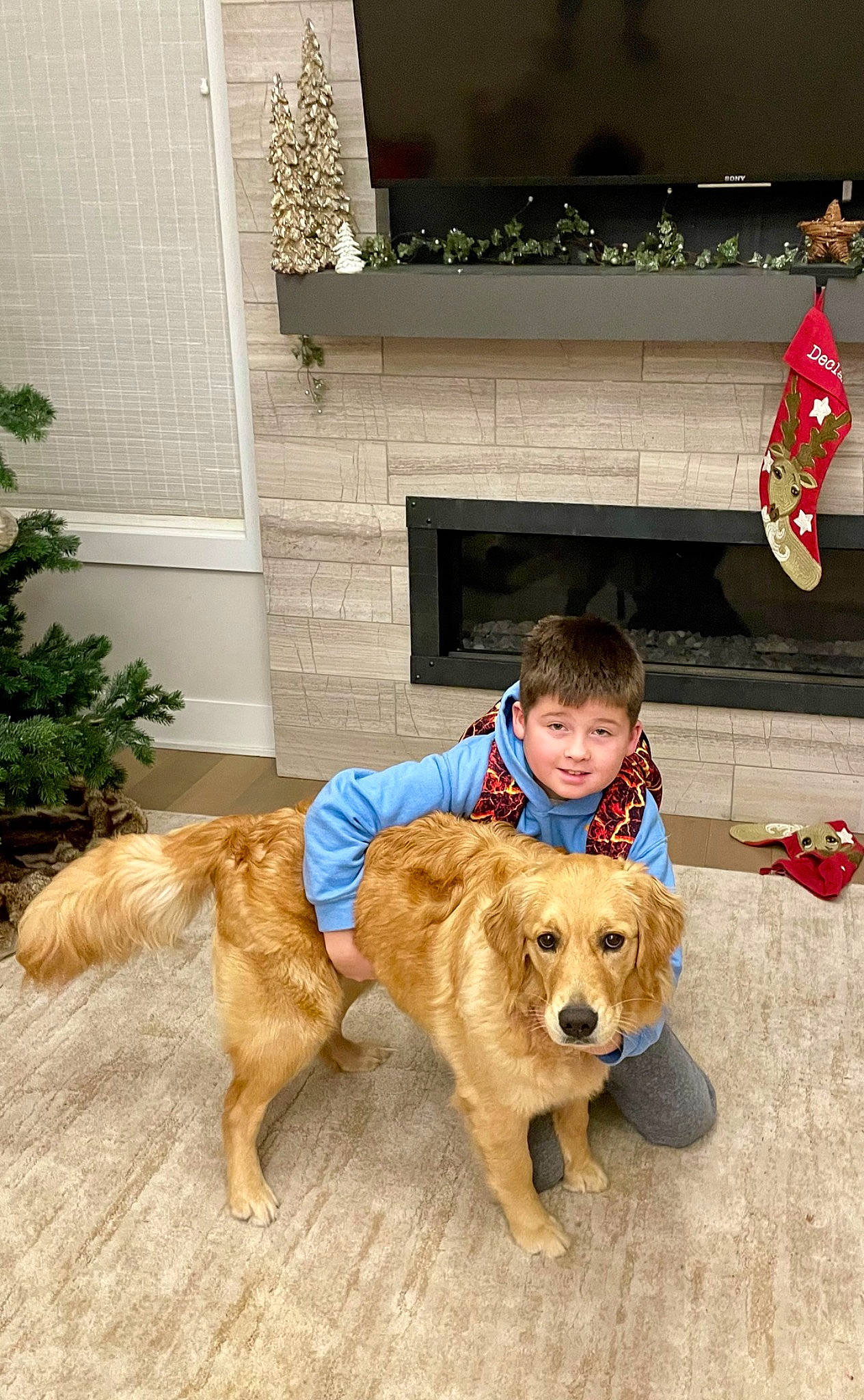 Jessie May joined the competition — help win amazing prizes! carnivore, chair, companion_dog, dog, dog_breed, fawn, flag, flooring, fun, fur, hat, holiday, plant, retriever, sitting, sporting_group, tail, toddler, tree, working_animal