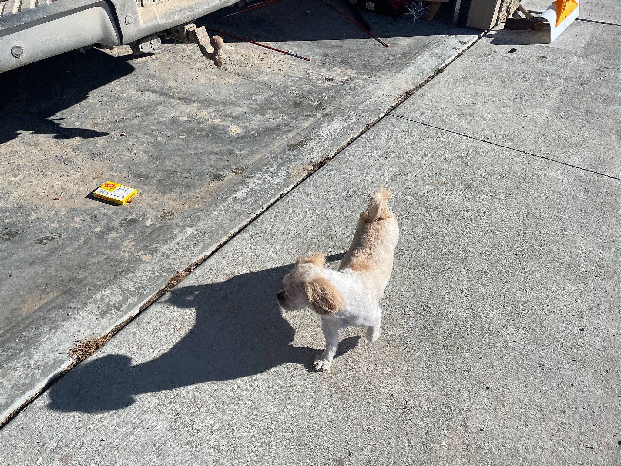 Rancher joined the competition — help win amazing prizes! asphalt, automotive_tire, carnivore, cat, companion_dog, concrete, dog_breed, fawn, felidae, flooring, gas, road, road_surface, sidewalk, small_to_medium_sized_cats, snout, tail, tar, whiskers, wood