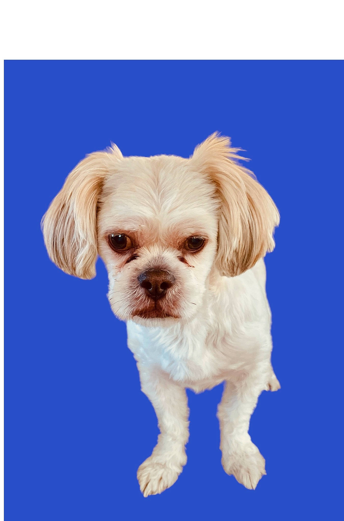 Rancher joined the competition — help win amazing prizes! canidae, carnivore, companion_dog, dog, dog_breed, dog_collar, dog_supply, font, liver, maltepoo, paw, plant, puppy, snout, sporting_group, sunglasses, toy_dog, working_animal