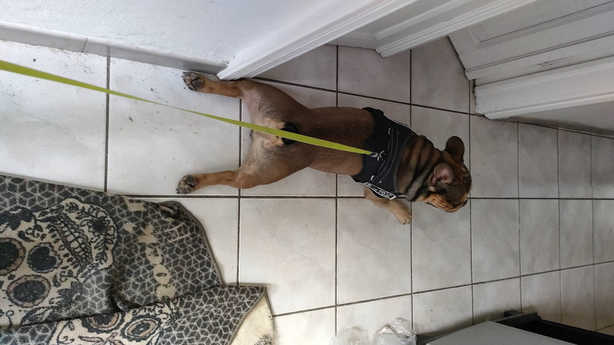 Thanos participe au concours pour gagner de l'argent avec cette photo : canidae, carnivore, companion_dog, composite_material, dog, dog_breed, dog_supply, fawn, floor, flooring, liver, pattern, pet_supply, room, snout, sporting_group, tail, terrestrial_animal, wood, working_animal