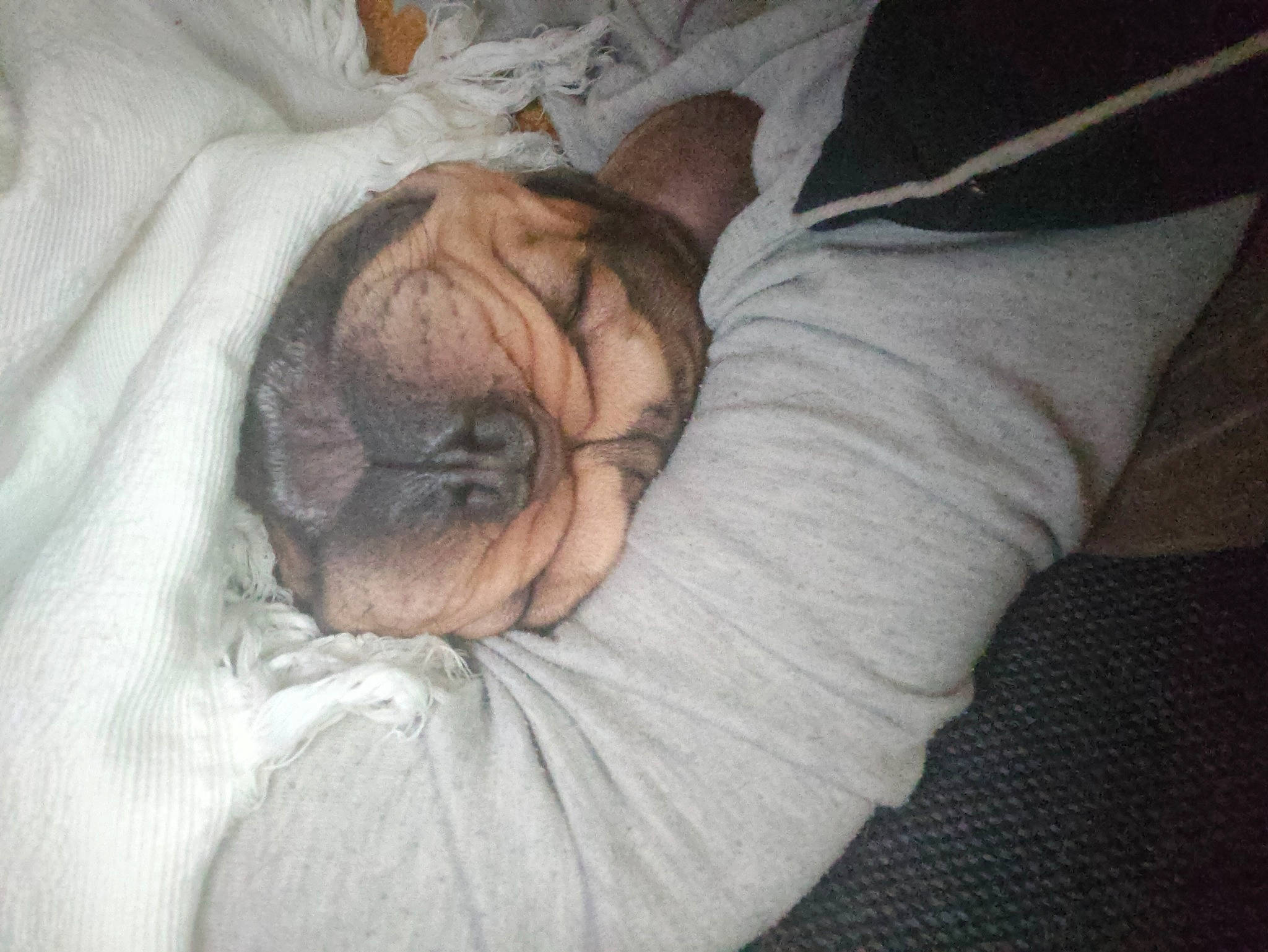 Thanos a rejoint le concours — aidez-le/la à gagner de superbes lots ! bedding, bedtime, brown, canidae, carnivore, comfort, companion_dog, dog, dog_breed, fawn, felidae, fur, linens, liver, snout, sporting_group, toy_dog, whiskers, wood, wrinkle