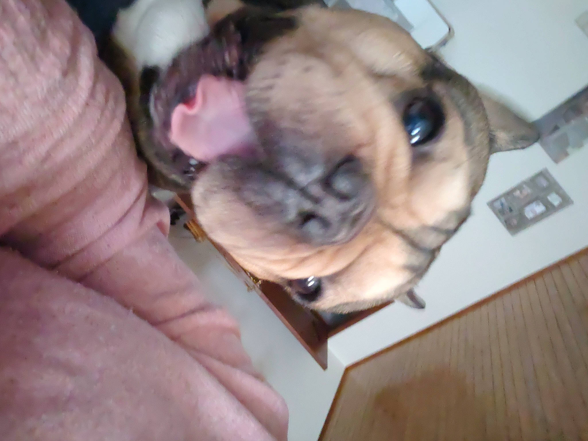 Thanos a rejoint le concours — aidez-le/la à gagner de superbes lots ! canidae, carnivore, comfort, companion_dog, computer_keyboard, dog, dog_breed, ear, fur, liver, nail, paw, pug, sporting_group, tail, toy_dog, watch, whiskers, working_animal, wrinkle