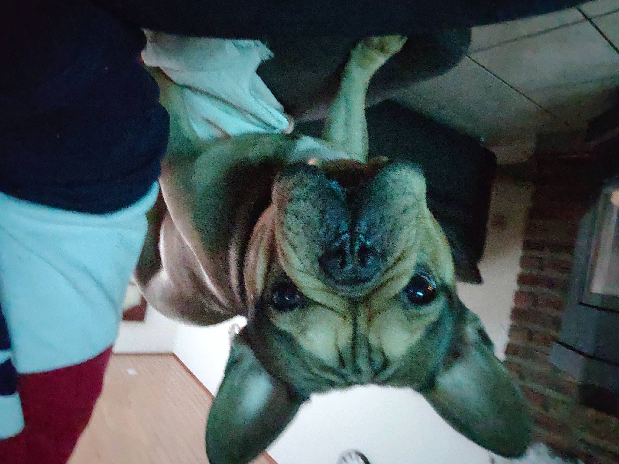 Thanos participe au concours pour gagner de l'argent avec cette photo : bone, canidae, dog_breed, fang, fawn, fur, guard_dog, horn, jaw, livestock, plush, snout, sporting_group, stuffed_toy, terrestrial_animal, toy, whiskers, wildlife, working_animal, wrinkle