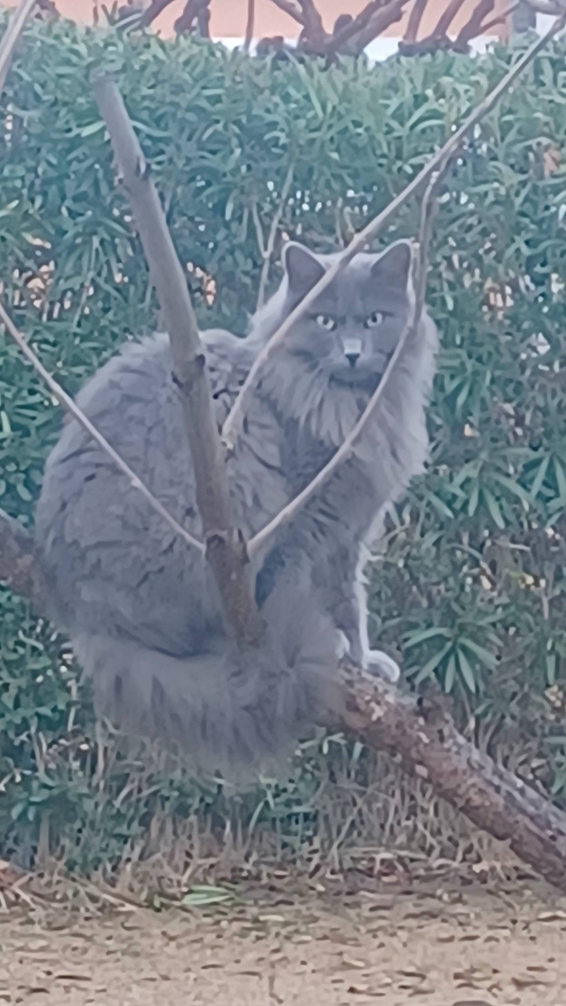 Rocky participe au concours pour gagner de l'argent avec cette photo : art, carnivore, cat, electric_blue, fawn, felidae, grass, organism, plant, sculpture, small_to_medium_sized_cats, statue, tail, terrestrial_animal, tree, twig, whiskers, wildlife, winter, wood