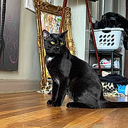 Dog is registered to the contest to win money with this photo: art_studio, black_cat, cat, clutter, ears, easel, gaze, hardwood_floor, home_interior, indoor, laundry_basket, ornate_frame, painting, portrait, shoe_rack, sitting, sneakers, tail, whiskers, yellow_eyes