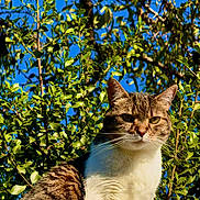 Princesse a rejoint le concours — aidez-le/la à gagner de superbes lots ! cat, tabby, animal, pet, outdoor, greenery, leaves, sunlight, blue_sky, nature, feline, whiskers, ears, fur, closeup, portrait, serious, sitting, daylight, wildlife