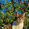 cat, tabby, animal, pet, outdoor, greenery, leaves, sunlight, blue_sky, nature, feline, whiskers, ears, fur, closeup, portrait, serious, sitting, daylight, wildlife