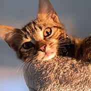 Wiski participe au concours pour gagner de l'argent avec cette photo : cat, tabby, pet, animal, whiskers, ears, fur, collar, close_up, curious, indoor, texture, soft, light, golden_hour, face, portrait, feline, cute, eyes