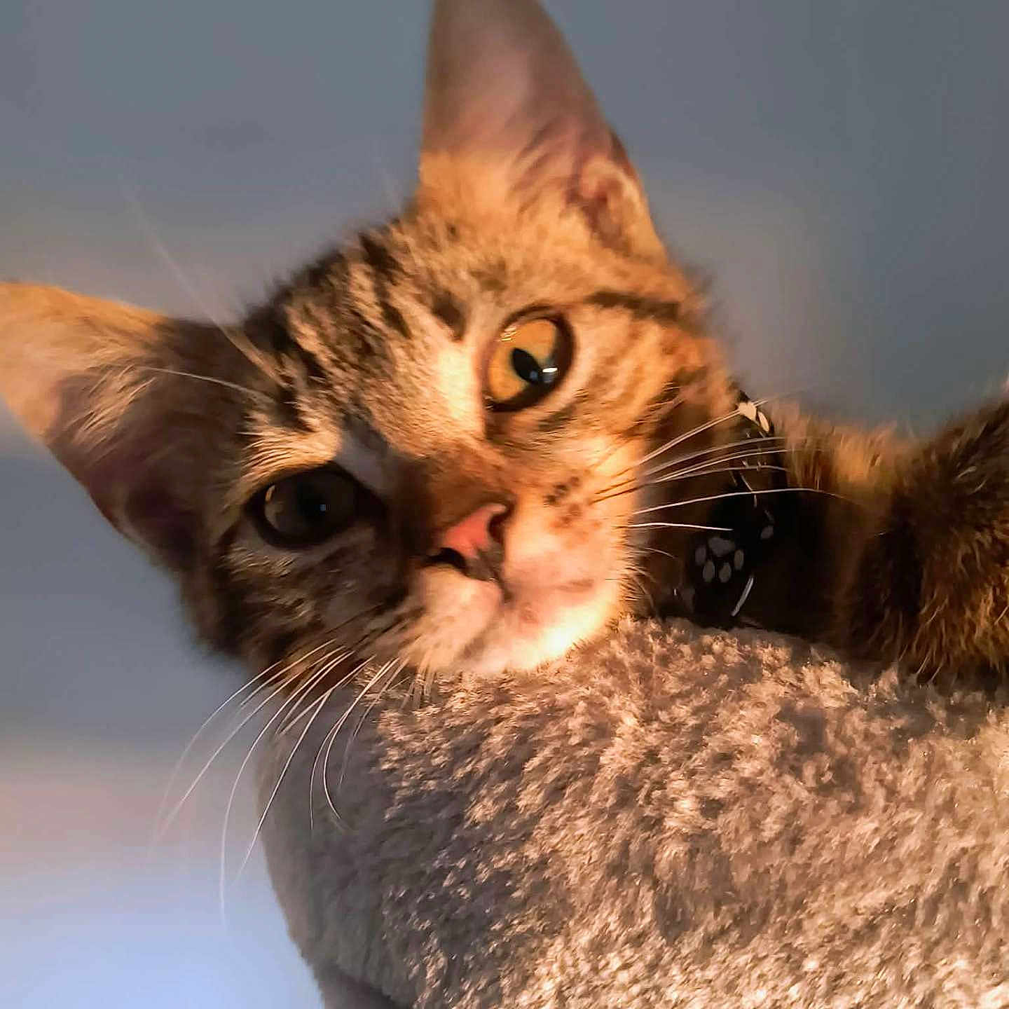 Wiski participe au concours pour gagner de l'argent avec cette photo : cat, tabby, pet, animal, whiskers, ears, fur, collar, close_up, curious, indoor, texture, soft, light, golden_hour, face, portrait, feline, cute, eyes