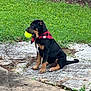 Kenshi joined the competition — help win amazing prizes! animal, bandana, black_and_tan, canine, collar, daylight, dog, fence, fur, grass, nature, outdoor, pet, playful, puppy, side_view, sitting, stone_path, tennis_ball, young_dog