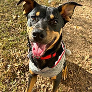Kenshi joined the competition — help win amazing prizes! animal, black_and_tan, canine, collar, cute, daylight, dog, ears_up, friendly, grass, happy, jacket, leaves, nature, outdoor, pet, sitting, smiling, sunlight, tongue_out