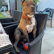 Tiako participe au concours pour gagner de l'argent avec cette photo : animal, backyard, ball, black_chair, brown_dog, canine, daylight, dog, furniture, garden, looking_away, orange_collar, outdoor, patio, pet, plant, relaxed, resting, shed, tile_floor