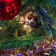 Prune participe au concours pour gagner de l'argent avec cette photo : cat, christmas_tree, ornament, christmas_lights, greenery, tinsel, holiday, festive, curious, pet, animal, decorations, closeup, playful, indoor, feline, eyes, branches, celebration, seasonal