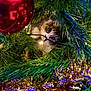cat, christmas_tree, ornament, christmas_lights, greenery, tinsel, holiday, festive, curious, pet, animal, decorations, closeup, playful, indoor, feline, eyes, branches, celebration, seasonal