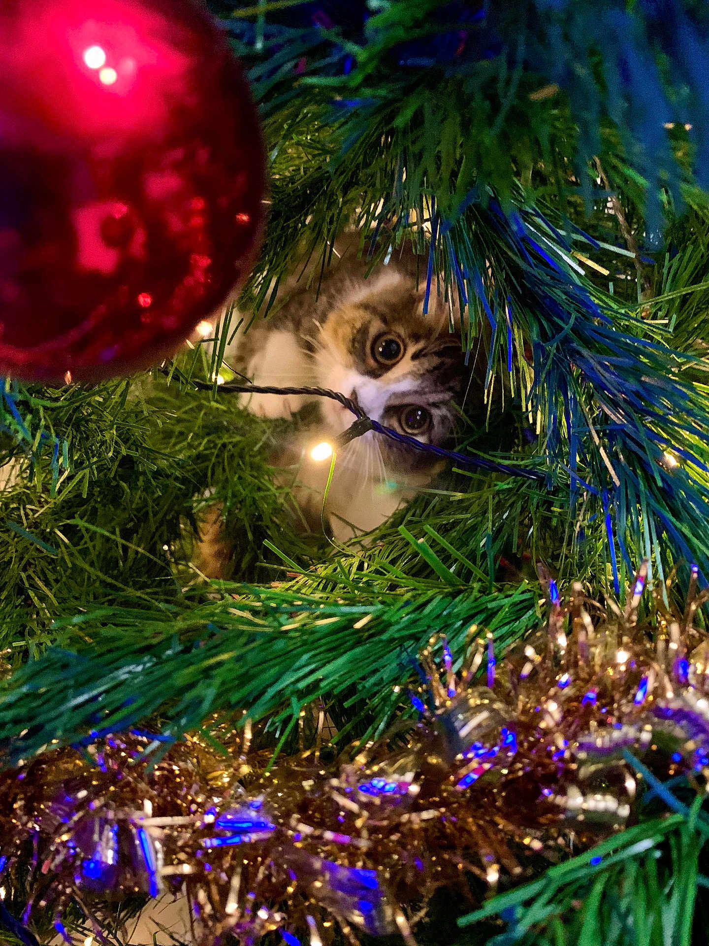 Prune participe au concours pour gagner de l'argent avec cette photo : cat, christmas_tree, ornament, christmas_lights, greenery, tinsel, holiday, festive, curious, pet, animal, decorations, closeup, playful, indoor, feline, eyes, branches, celebration, seasonal