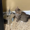 kitten, cat, fluffy, gray_fur, longhaired, pet, animal, water_fountain, drinking_water, indoors, floor, wall, home, portrait, sitting, standing, cute, whiskers, ears, eyes
