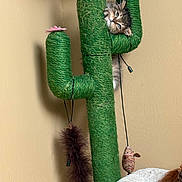 Caddywhompas is registered to the contest to win money with this photo: cat, kitten, pet, fluffy, long_hair, green, cactus, scratching_post, cat_tree, indoors, playful, upside_down, face, eyes, whiskers, hanging_toy, feather_toy, pink_flower, beige_wall, portrait