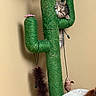 cat, kitten, pet, fluffy, long_hair, green, cactus, scratching_post, cat_tree, indoors, playful, upside_down, face, eyes, whiskers, hanging_toy, feather_toy, pink_flower, beige_wall, portrait