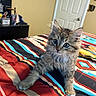 kitten, cat, fluffy, gray_fur, blue_eyes, long_hair, whiskers, ears, pet, animal, sitting, bed, bedroom, blanket, colorful, patterned, indoor, portrait, cute, home_decor