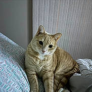 Angel joined the competition — help win amazing prizes! cat, ginger_cat, tabby, pet, indoor, bed, pillow, bedding, feline, animal, cute, cozy, resting, looking, soft_light, home, domestic, fur, whiskers, curious