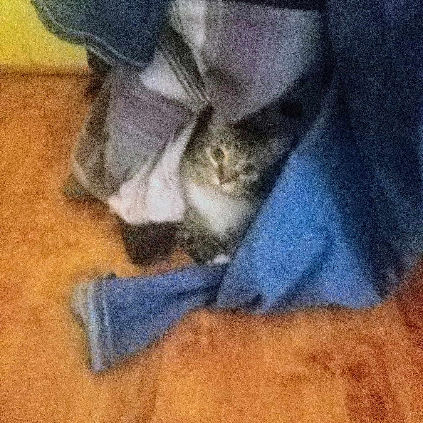 Buster joined the competition — help win amazing prizes! abyssinian, animal, blanket, cat, clothing, couch, drawer, furniture, hardwood, homedecor, indoors, jeans, kitten, linen, manx, pants, person, pet, sleeping, wood