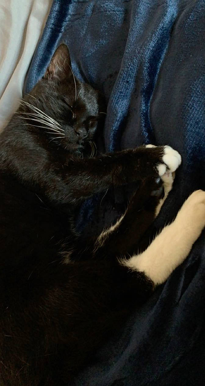 Houston joined the competition — help win amazing prizes! black_cat, brown, carnivore, cat, claw, comfort, domestic_short_haired_cat, ear, electric_blue, felidae, fur, gesture, grey, mammal, nap, paw, small_to_medium_sized_cats, snout, tail, whiskers