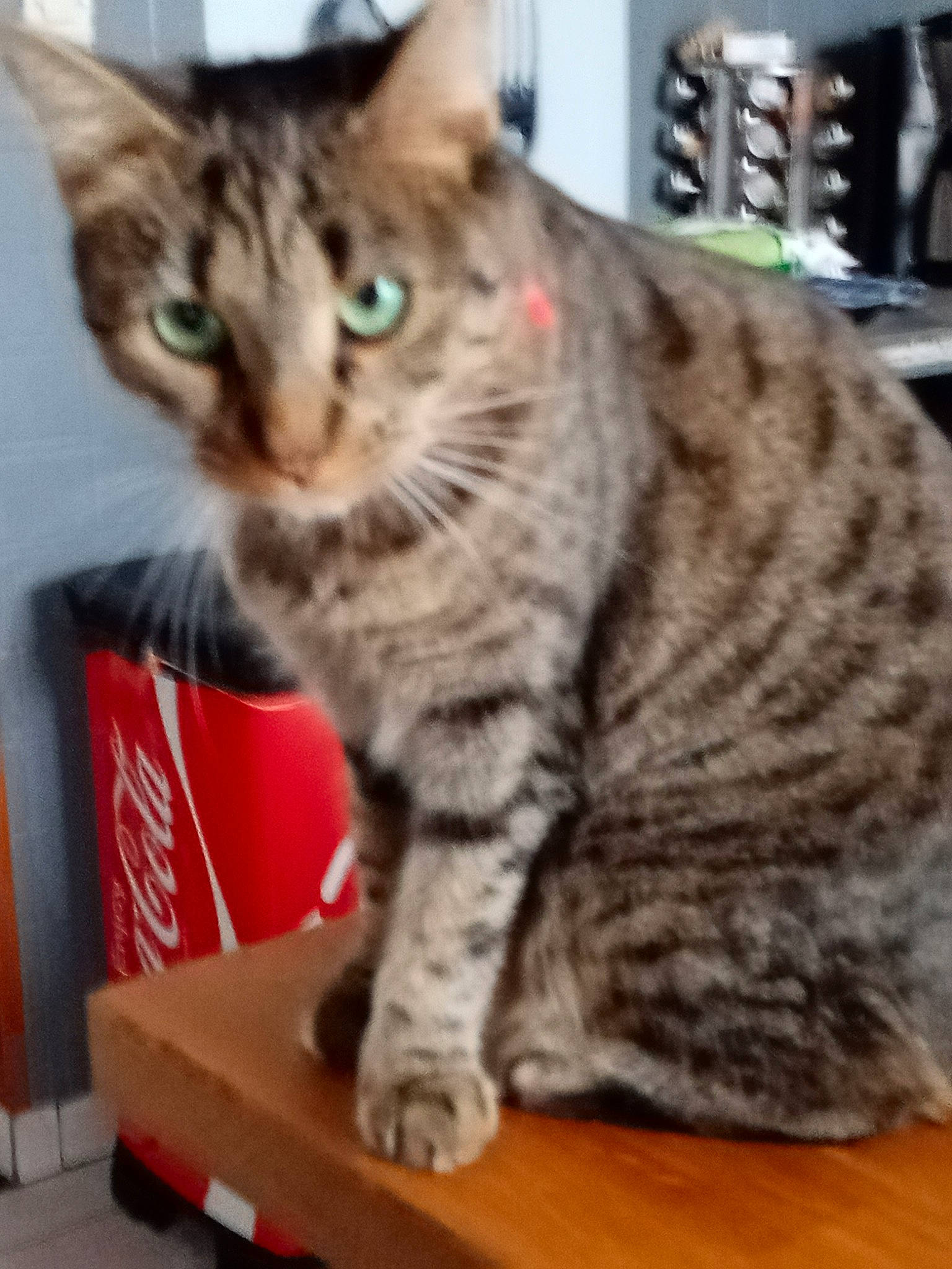 Bibiche a rejoint le concours — aidez-le/la à gagner de superbes lots ! carnivore, cat, claw, domestic_short_haired_cat, felidae, fur, paw, small_to_medium_sized_cats, snout, table, tail, terrestrial_animal, whiskers