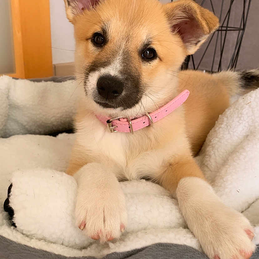 Youkie