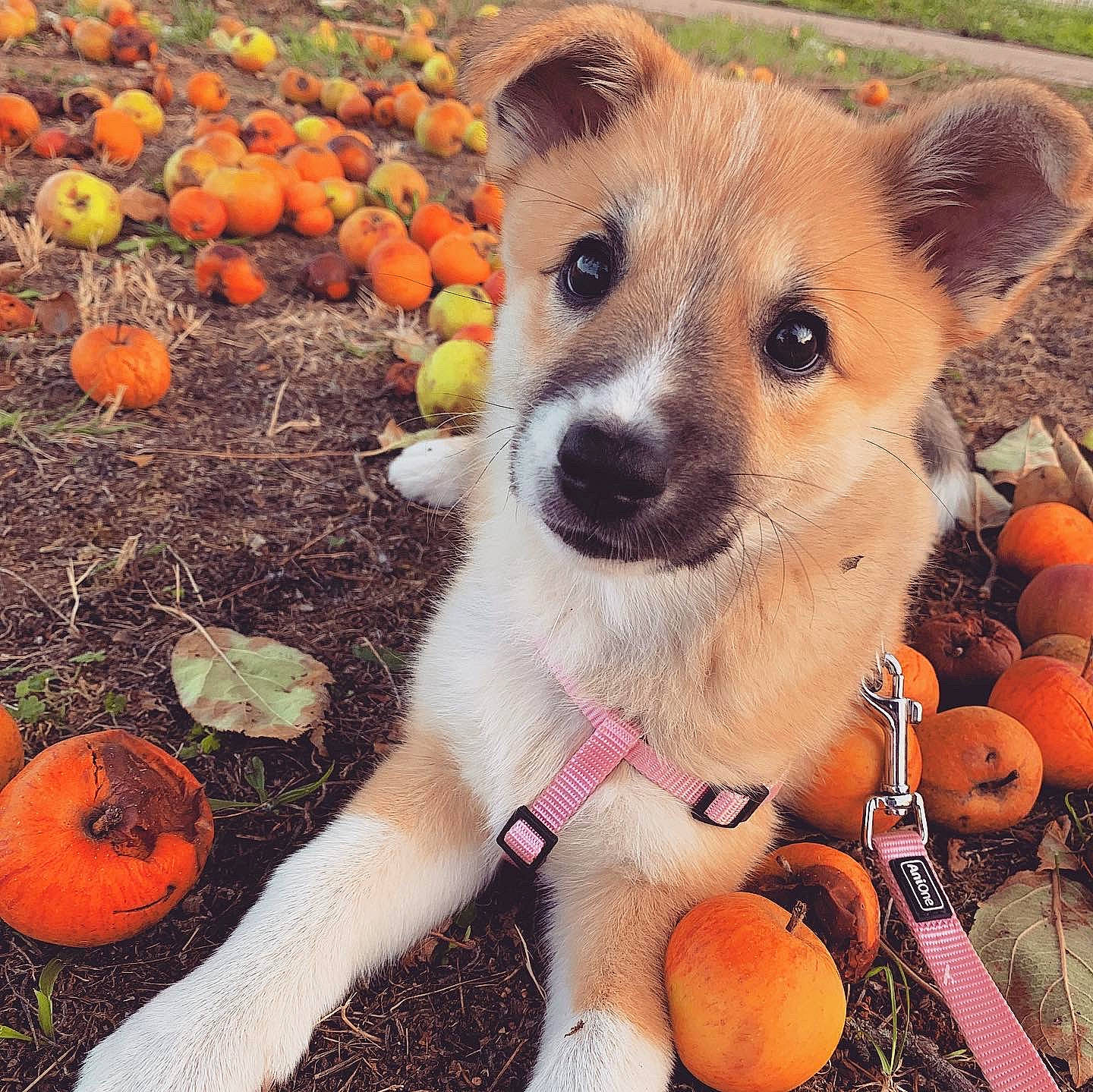Youkie participe au concours pour gagner de l'argent avec cette photo : ancient_dog_breeds, canidae, carnivore, companion_dog, dog, dog_breed, dog_toy, fawn, fruit, nose, plant, pumpkin, puppy, russell_terrier