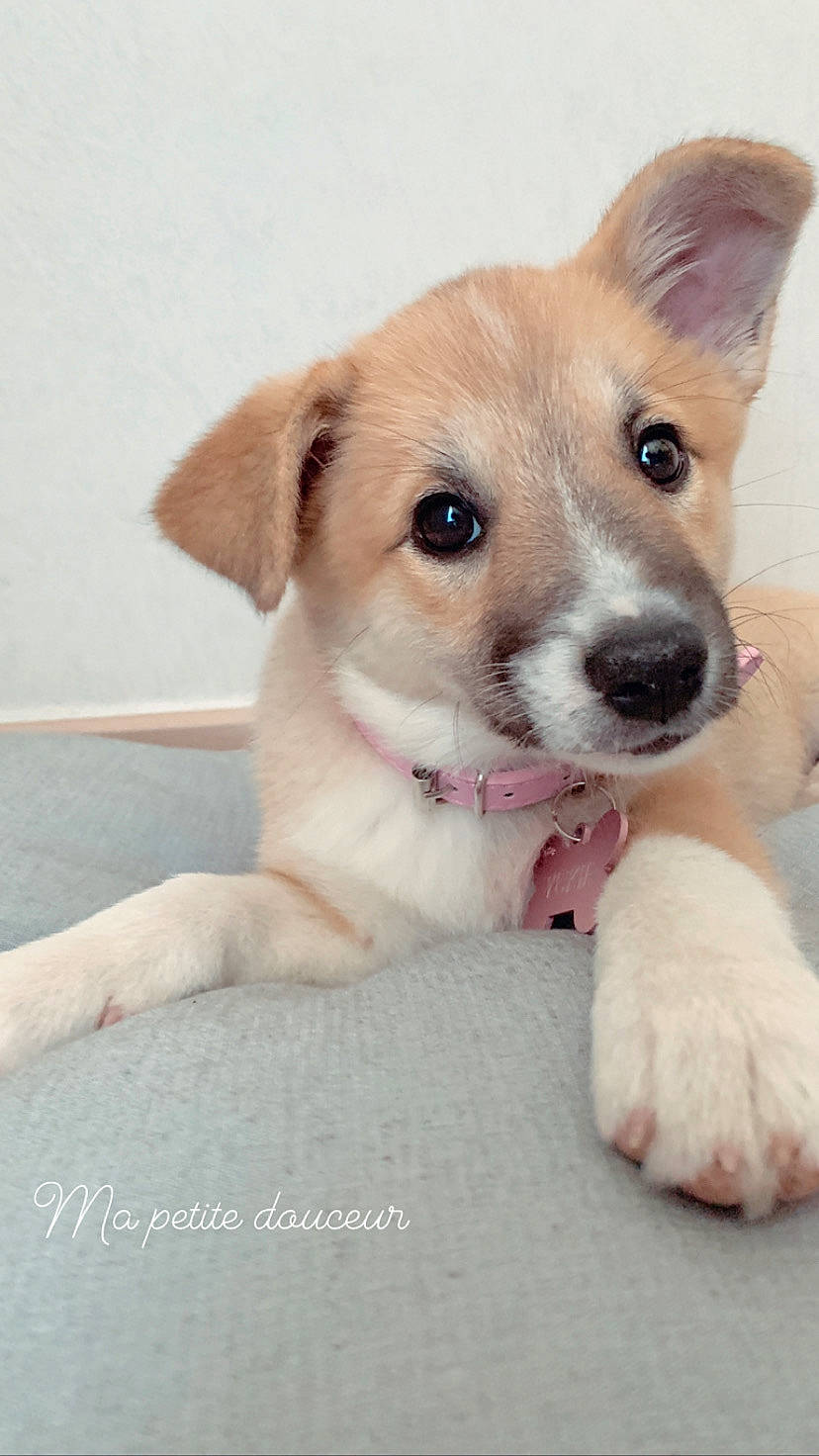 Youkie participe au concours pour gagner de l'argent avec cette photo : ancient_dog_breeds, aspin, canidae, carnivore, companion_dog, dog, dog_breed, fawn, irishjacks, mammal, potcake_dog, puppy, rare_breed_dog, russell_terrier, street_dog, vertebrate