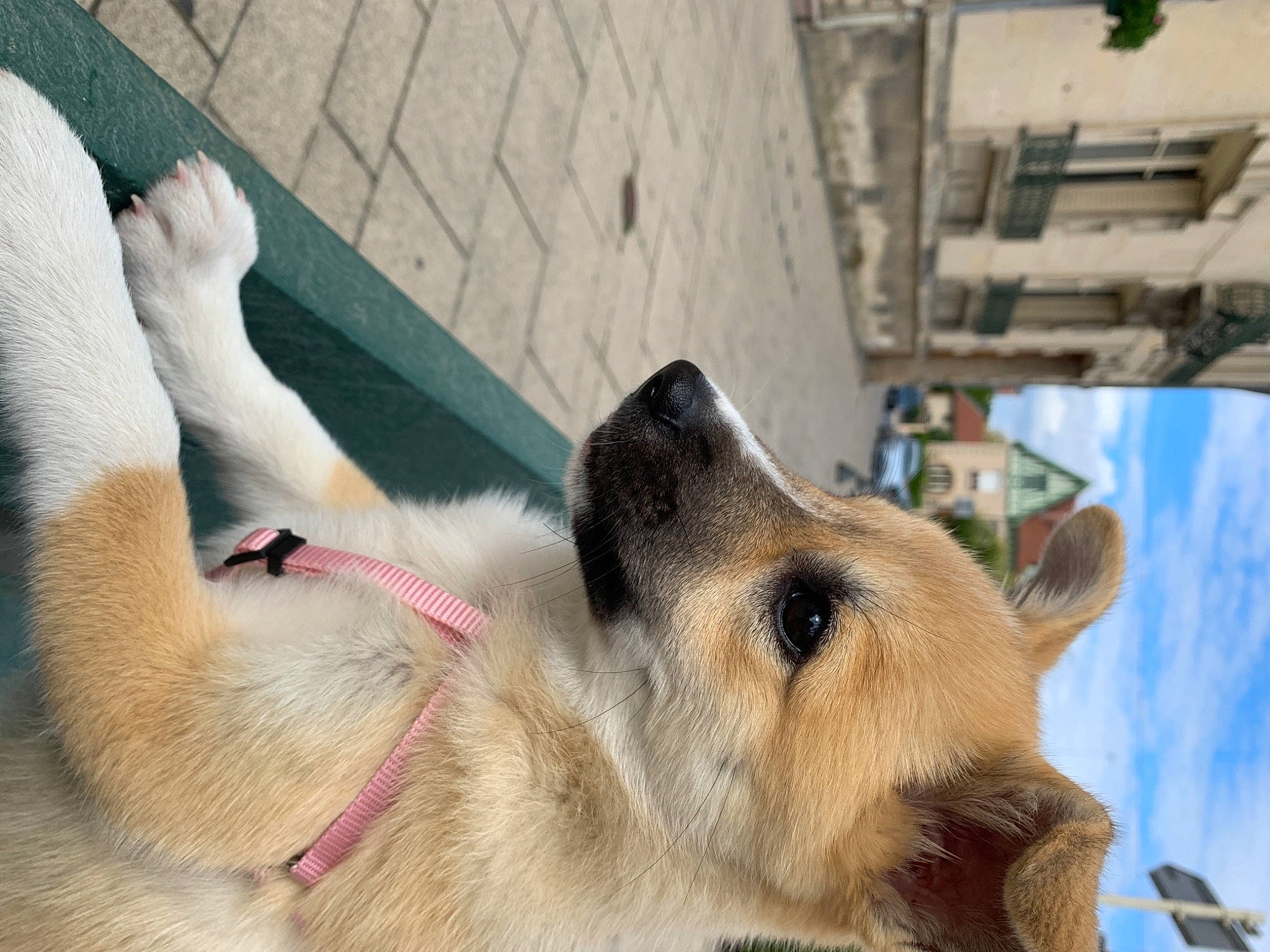 Youkie participe au concours pour gagner de l'argent avec cette photo : canidae, carnivore, dog, dog_breed, fawn, german_shepherd_dog, mammal, norwegian_buhund, puppy_love, snout, sporting_group, vertebrate