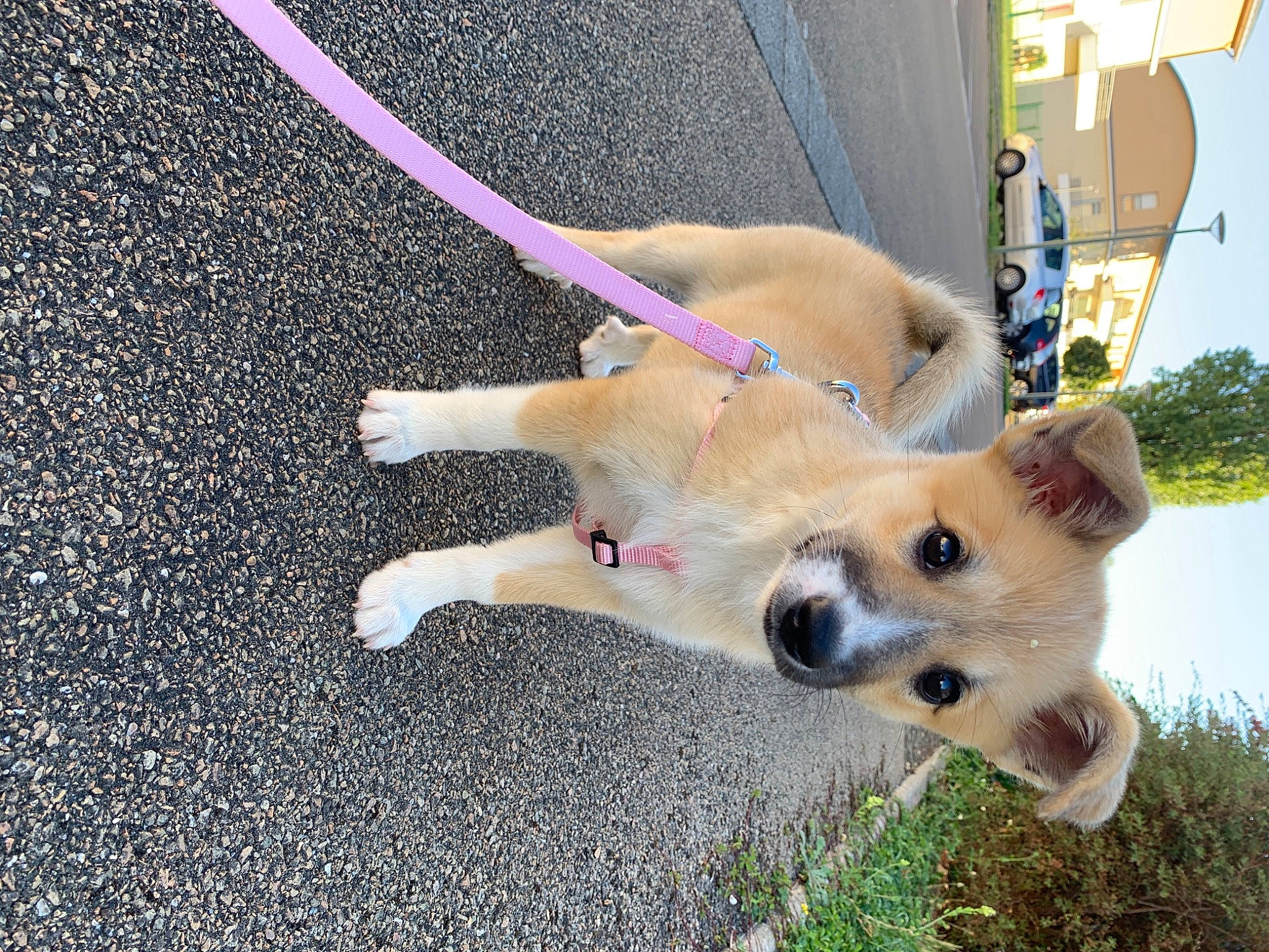 Youkie a rejoint le concours — aidez-le/la à gagner de superbes lots ! canidae, cardigan_welsh_corgi, carnivore, companion_dog, corgi_chihuahua, dog, dog_breed, fawn, mammal, paw, pembroke_welsh_corgi, puppy, sporting_group, tail, vertebrate, welsh_corgi