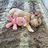 Stella is registered to the contest to win money with this photo: puppy, dog, sleeping, plush_toy, pink, blanket, fur_texture, cozy, cute, pet, animal, indoor, resting, soft, young, collar, small, adorable, peaceful, bedroom