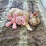 puppy, dog, sleeping, plush_toy, pink, blanket, fur_texture, cozy, cute, pet, animal, indoor, resting, soft, young, collar, small, adorable, peaceful, bedroom