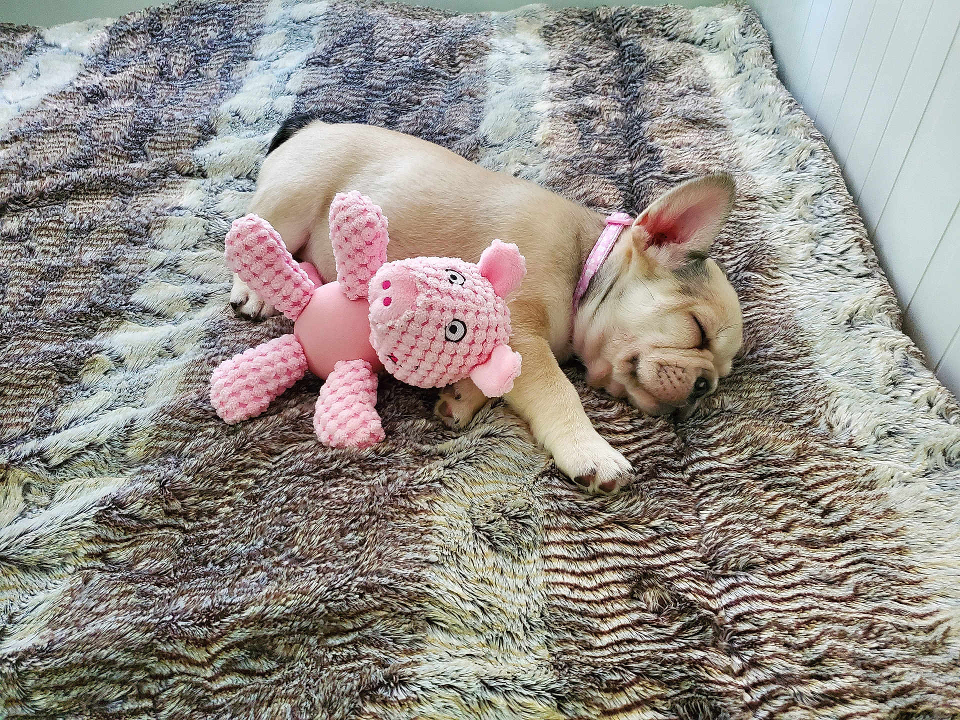 Stella is registered to the contest to win money with this photo: puppy, dog, sleeping, plush_toy, pink, blanket, fur_texture, cozy, cute, pet, animal, indoor, resting, soft, young, collar, small, adorable, peaceful, bedroom