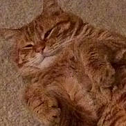 Punkin is registered to the contest to win money with this photo: