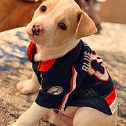 Jet joined the competition — help win amazing prizes! puppy, dog, pet, animal, jersey, clothing, cute, indoor, carpet, sitting, white, brown, ears, face, young, adorable, looking_up, portrait, domestic_animal, fur